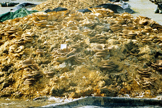 Harnessing the Power of Fungal Enzymes to Tackle Plastic Waste