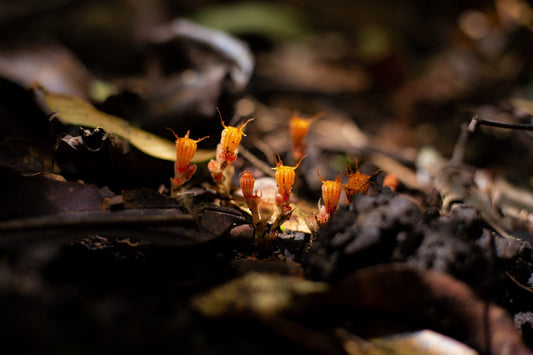 Exploring The Crucial Role Of Mushrooms In The Production Of Industrial Enzymes
