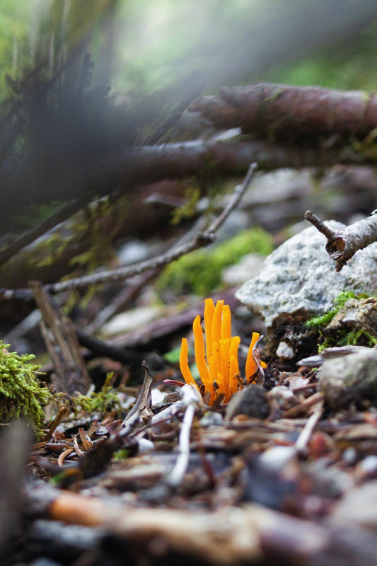 Fungal Biofilms: A Crucial Player in Environmental Processes