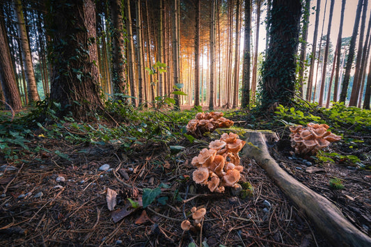 The Essential Role of Mushrooms in the Nutrient Cycling of Forests