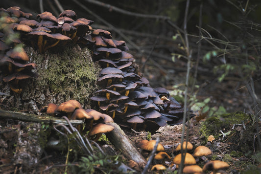 The Fungus Among Us: Mycelium Networks as Sustainable Building Materials