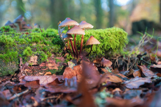 Fungal Interactions with Plant Roots and Their Potential for Plant Growth Promotion