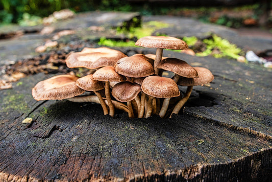 Fungi’s Crucial Role in Carbon Sequestration and Climate Change Mitigation