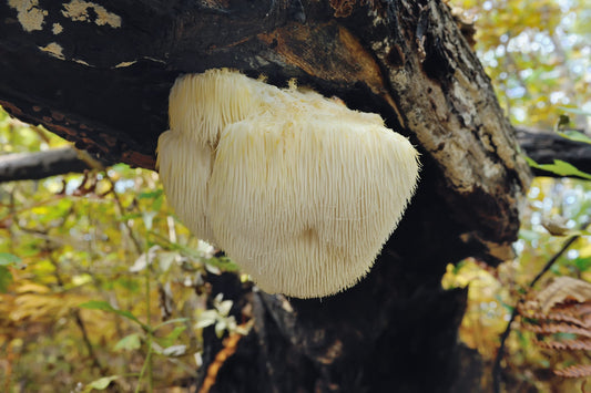 Potential Therapeutic Uses of Lion’s Mane Mushrooms in Neurodegenerative Diseases: A critical evaluation of the emerging research on the potential use of Lion’s Mane mushrooms for neurodegenerative diseases.