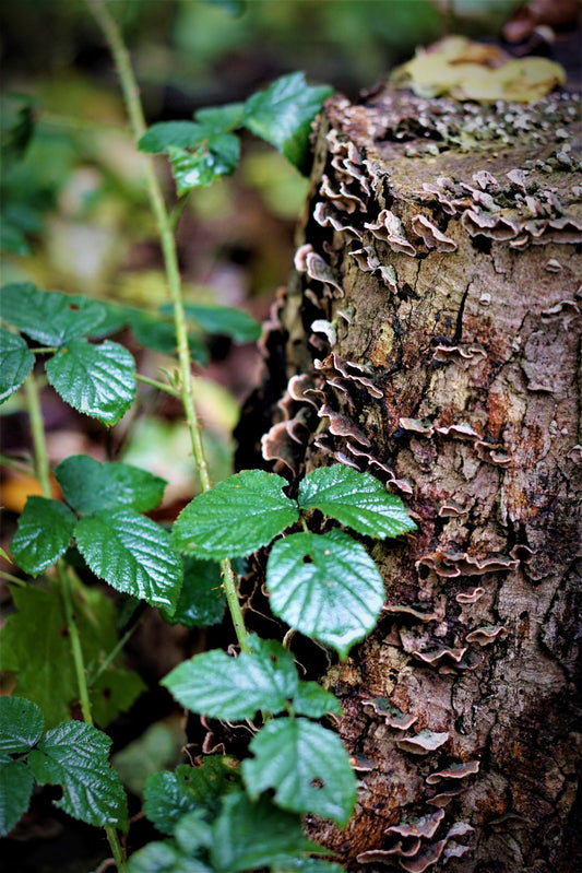 Fungal Enzymes: An Innovative Solution for Treating Textile Effluents