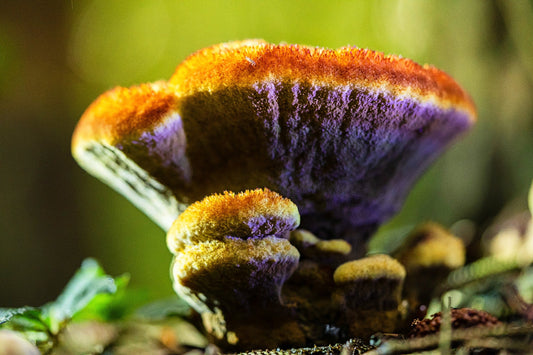 Fungi’s Crucial Role in Mercury Biogeochemical Cycling in Ecosystems