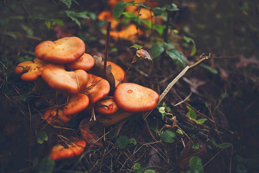 Fungal Interactions with Algae: A Fascinating Relationship with Environmental Implications
