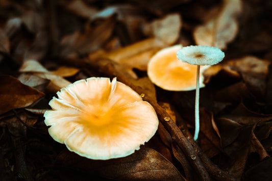 The Potential of Fungi in the Production of Biodegradable Adhesives and Sealants