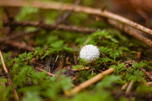 Harnessing the Power of Fungal Volatile Organic Compounds as Antimicrobial Agents