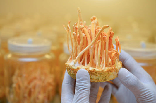 Cordyceps in Traditional Medicine: Investigate the historical use of cordyceps in traditional Asian medicine systems, such as Traditional Chinese Medicine (TCM) and Tibetan Medicine.
