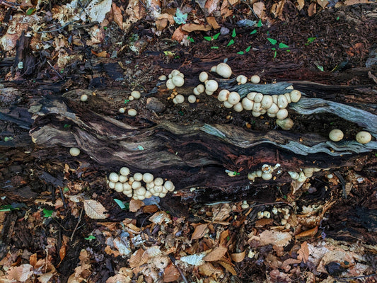 The Role of Fungi in the Global Nitrogen Cycle and Ecosystem Health