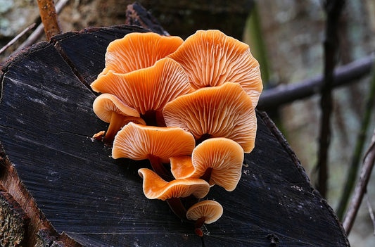 Fungal Interactions with Soil Fauna: An Impactful Collaboration for Soil Health