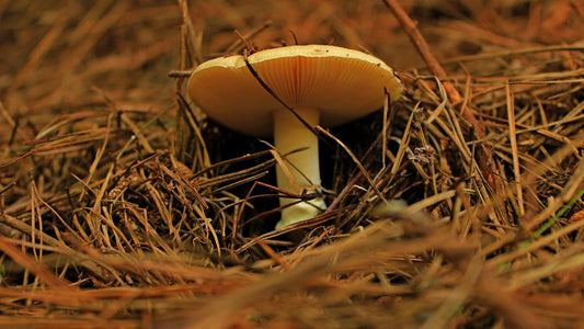 Fungal Enzymes in the Food Industry: Applications and Benefits