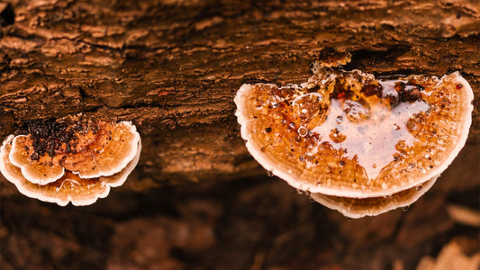 Fungi as a Source of Biomaterials for Medical Implants and Devices: Current Developments and Future Prospects