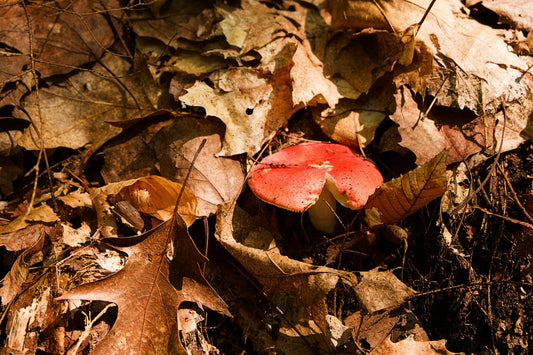 Fungal-Based Solutions for Sustainable Wastewater Treatment