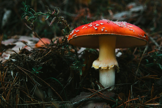 Fungi: The Hidden Heroes of Bioremediation for Petrochemical Contamination