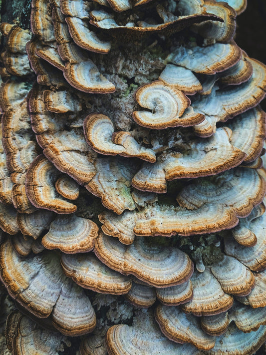 The Surprising Relationship Between Fungi and Marine Organisms: A Potential for Biotechnology Applications