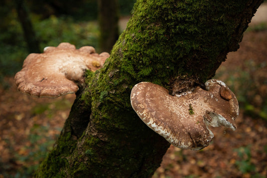 Climate Change and Fungal Biodiversity: The Impact on Ecosystem Function