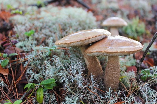 Fungal Biotransformation: A Promising Solution for Toxic Metal-Contaminated Soil
