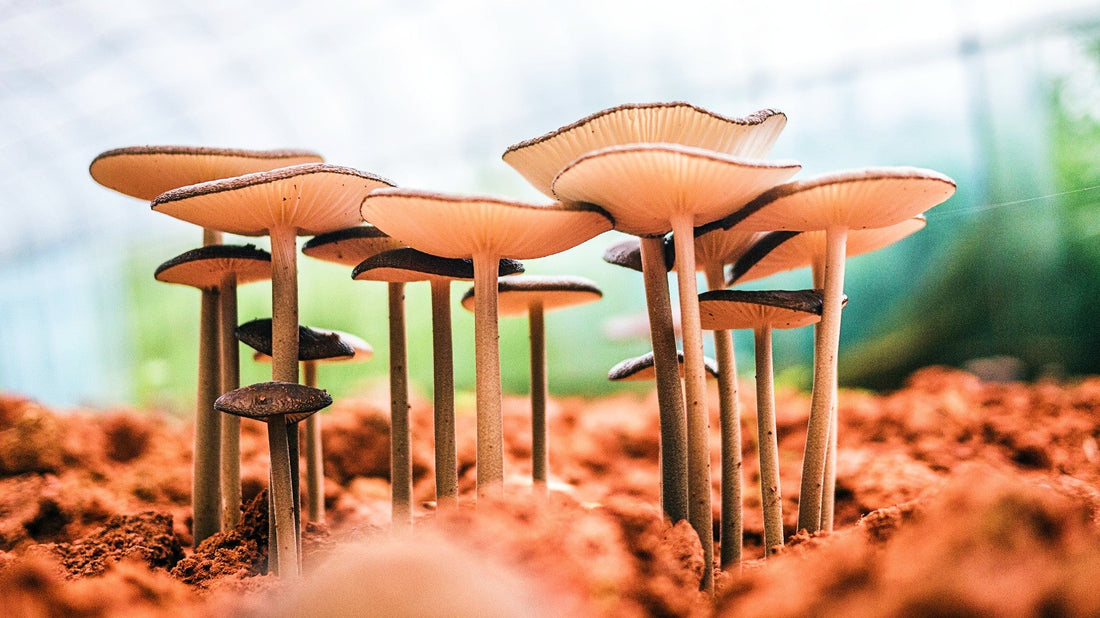 Top 5 Mushroom Podcasts for Fungi Enthusiasts
