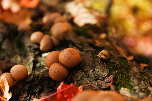 Harnessing the Power of Fungal Mycoviruses for Sustainable Agriculture
