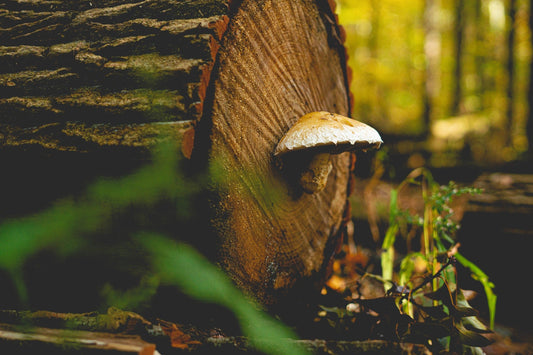How Mushrooms Can Boost Heart Health: A Look at the Potential Benefits