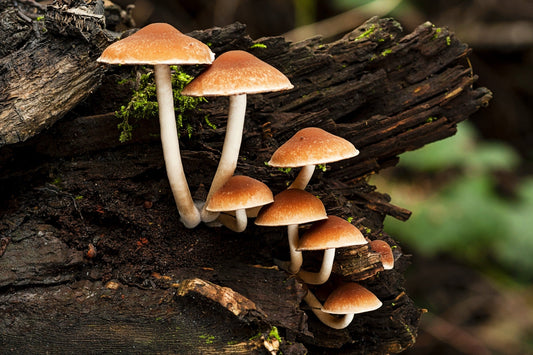 Fungal Biotechnology: Harnessing the Power of Fungi for Sustainable Agriculture