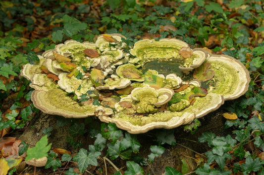 The Power of Fungal Consortia in Biodegrading Complex Organic Pollutants
