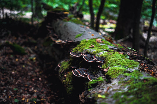 Fungal Friends: How Fungi Play a Vital Role in Regulating Atmospheric Carbon Dioxide Levels