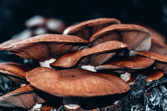 Fungi in the Field: How Mushrooms Play a Vital Role in Nutrient Cycling in Agricultural Soils