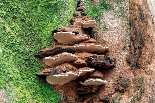 The Surprising Role of Fungi in Breaking Down Microplastics in the Environment