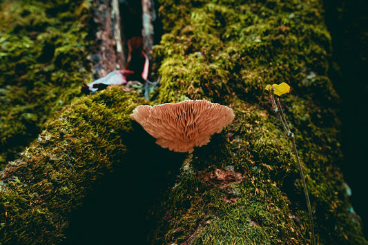 The Important Role of Mushrooms in Aquatic Ecosystems