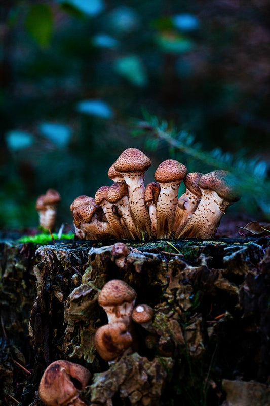 Harnessing the Power of Fungal Endophytes for Sustainable Crop Improvement and Protection