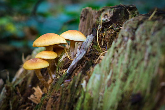 The Survivors: Fungal Communities in Extreme Environments