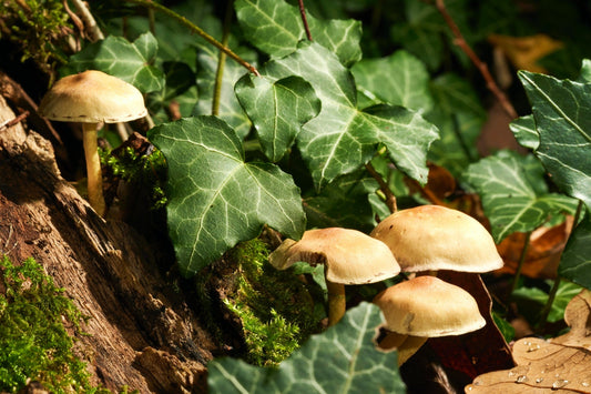 Fungal Friends: The Role of Mushrooms in the Formation of Soil Aggregates in Degraded Landscapes