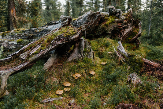 How Fungi Play a Crucial Role in Regulating Atmospheric Carbon Dioxide Levels