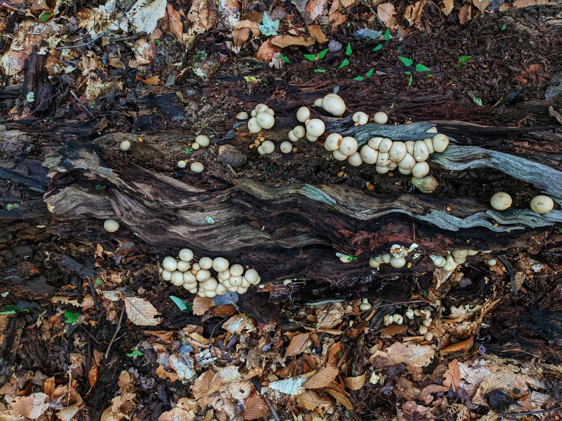 Fungal-Based Solutions for Reducing Food Waste and Improving Food Security