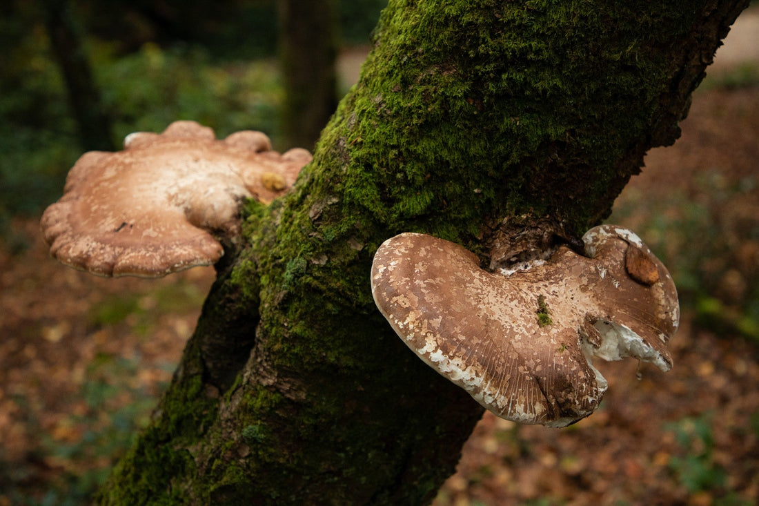 Climate Change and Fungal Biodiversity: The Impact on Ecosystem Function
