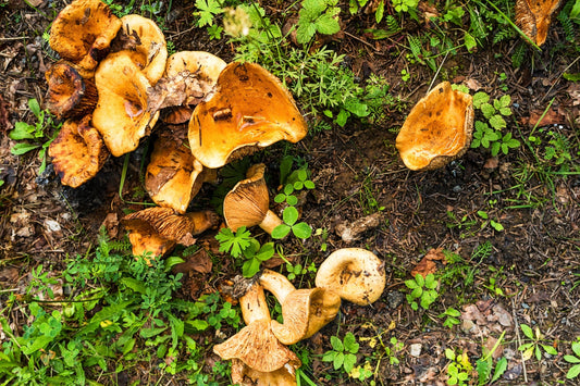 Fungal-Based Solutions for Reducing Food Waste and Improving Food Security