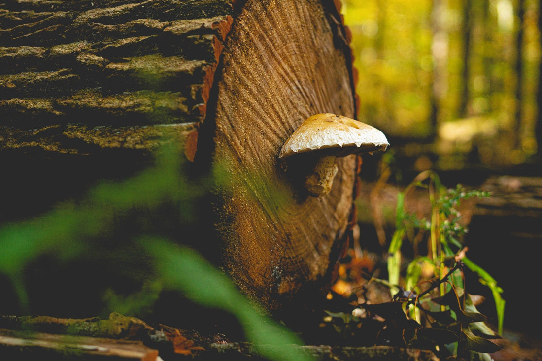 How Mushrooms Can Boost Heart Health: A Look at the Potential Benefits