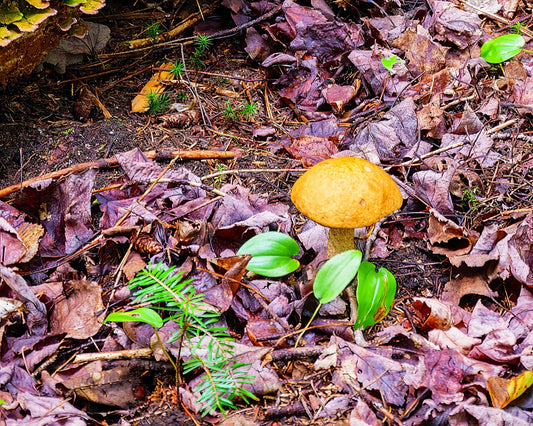 Fungal Bioremediation: A Promising Solution for Nuclear Waste