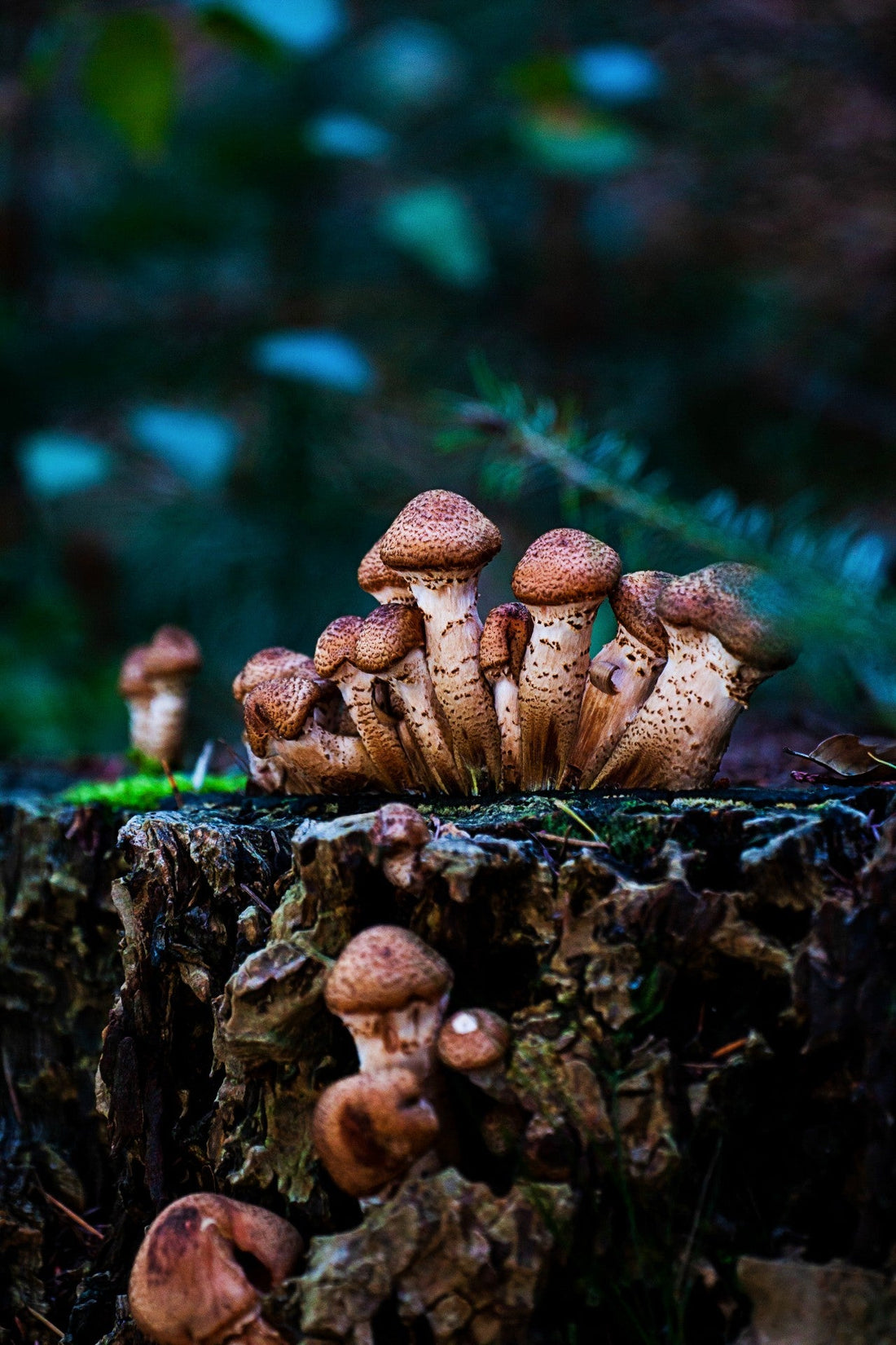 Harnessing the Power of Fungal Endophytes for Sustainable Crop Improvement and Protection